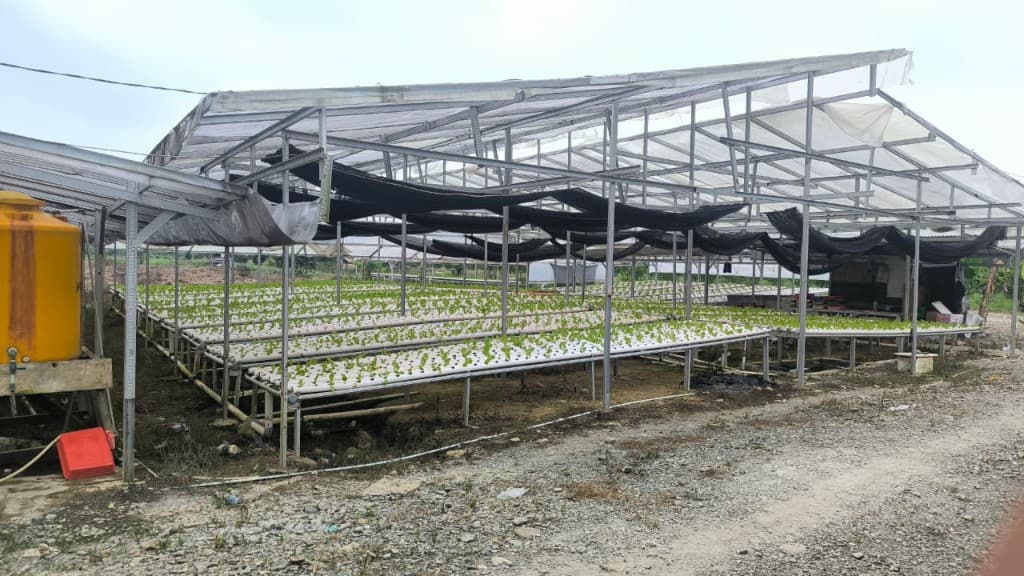 Leafy greens in a protected growing system.