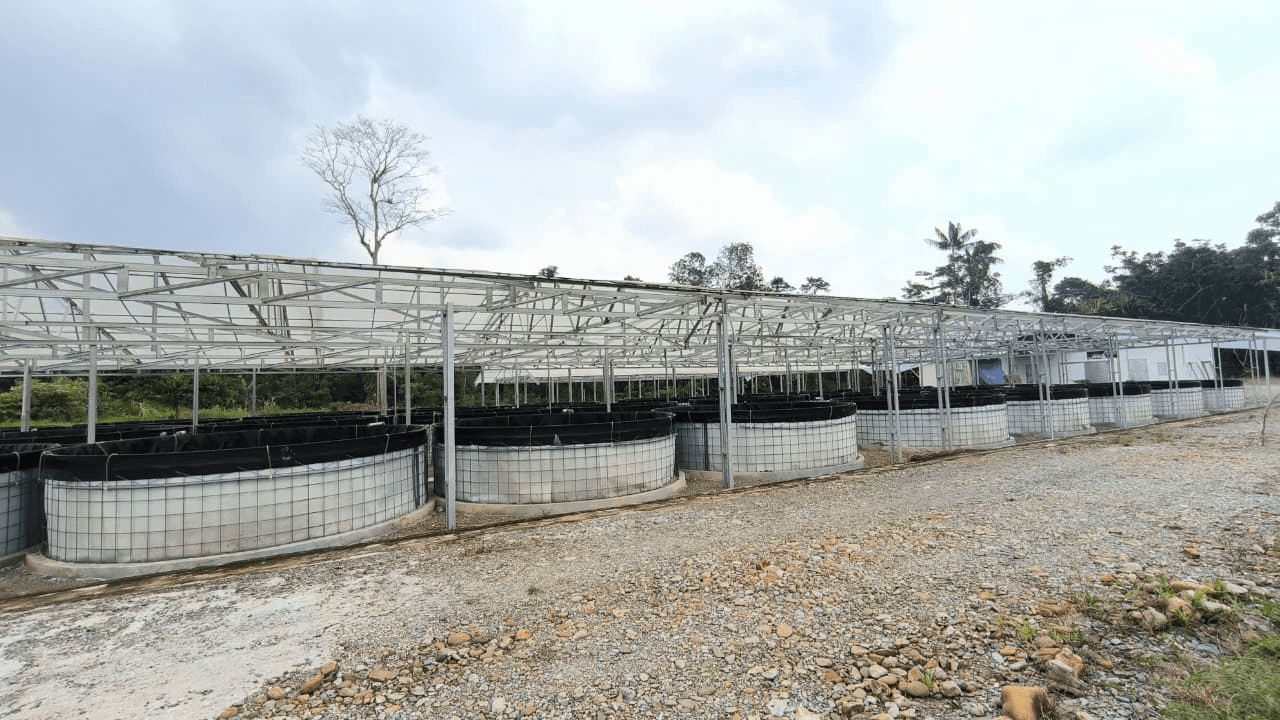 Wide view of Area 01 biofloc tanks